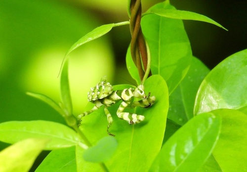 Asian Banded Flower Mantis — 7
