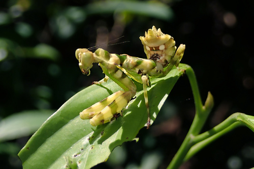 Asian Banded Flower Mantis — 8