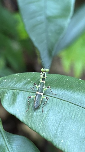 Asian Banded Flower Mantis — 10