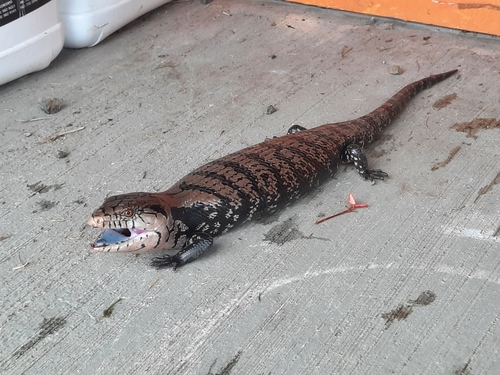 Indonesian Blue Tongue Skink — 1