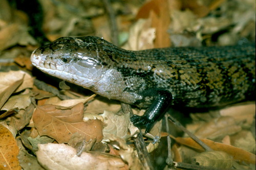 Indonesian Blue Tongue Skink — 4