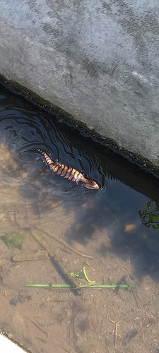 Indonesian Blue Tongue Skink — 5