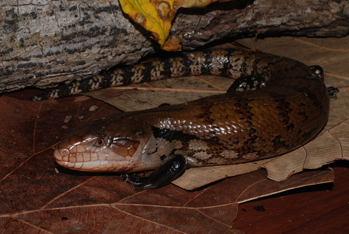Indonesian Blue Tongue Skink — 6