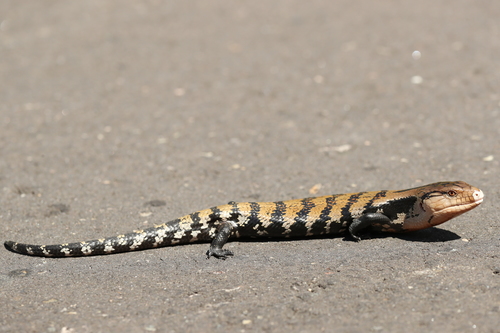 Indonesian Blue Tongue Skink — 7