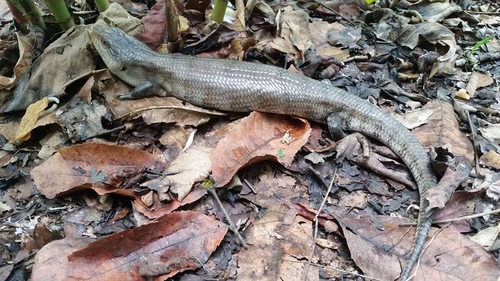 Indonesian Blue Tongue Skink — 8