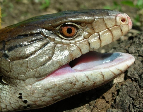 Indonesian Blue Tongue Skink — 10