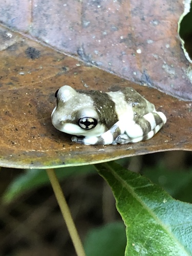 Mission Golden-Eyed Tree Frog — 3