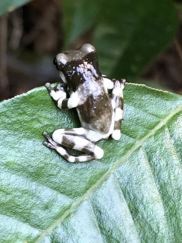 Mission Golden-Eyed Tree Frog — 4