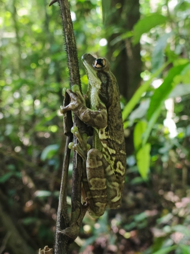 Mission Golden-Eyed Tree Frog — 7