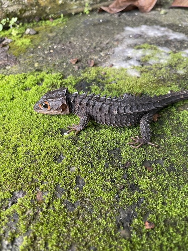 Red-Eyed Crocodile Skink — 1