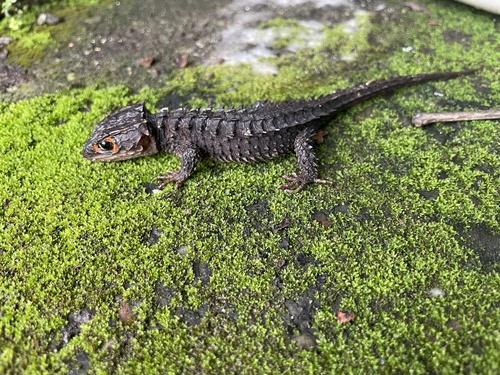 Red-Eyed Crocodile Skink — 2