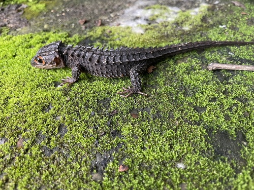 Red-Eyed Crocodile Skink — 3