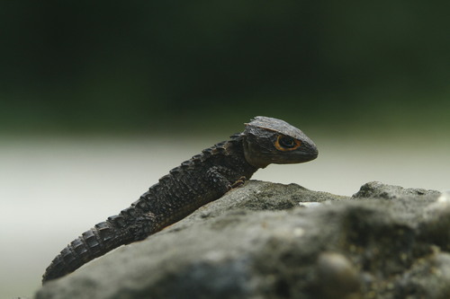 Red-Eyed Crocodile Skink — 6