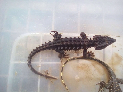 Red-Eyed Crocodile Skink — 10