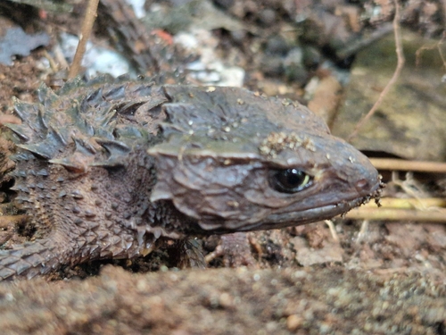 Black-Eyed Crocodile Skink — 2