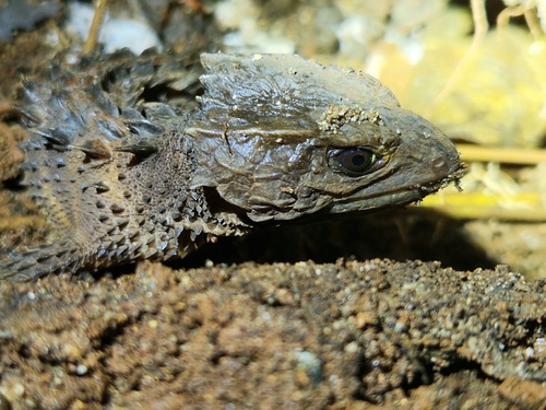 Black-Eyed Crocodile Skink — 3