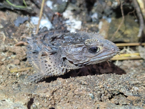 Black-Eyed Crocodile Skink — 4