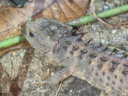 Black-Eyed Crocodile Skink — 8