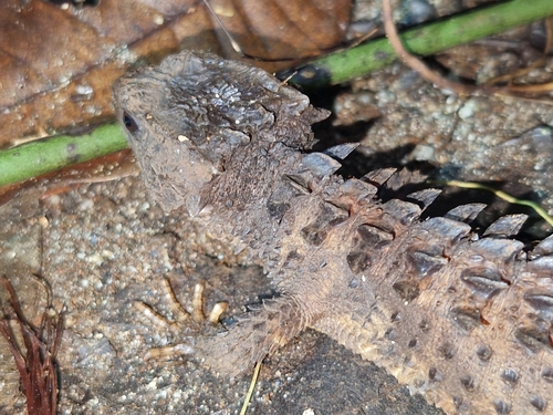 Black-Eyed Crocodile Skink — 9