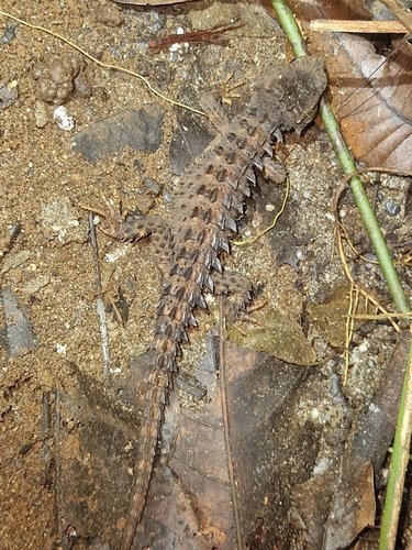 Black-Eyed Crocodile Skink — 10