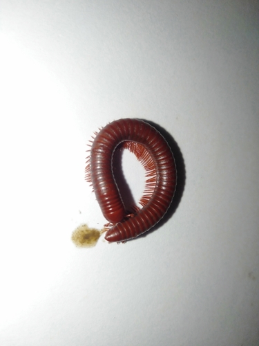 Mille-pattes rouille — 3