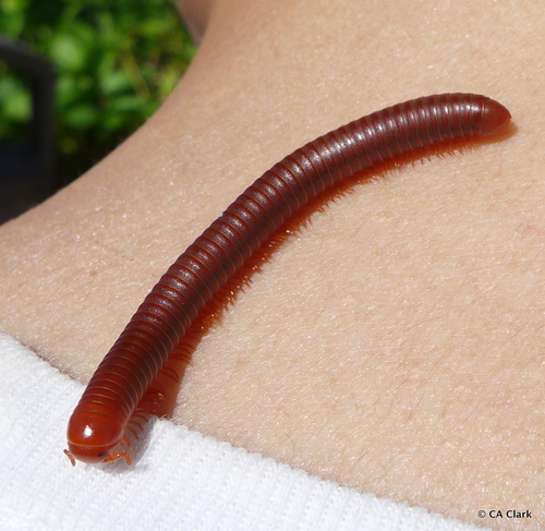 Mille-pattes rouille — 9