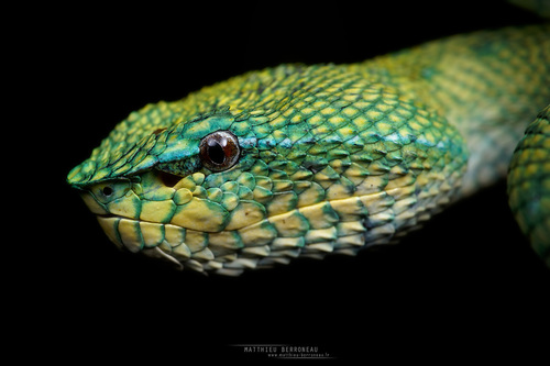 Bornean Pit Viper — 3