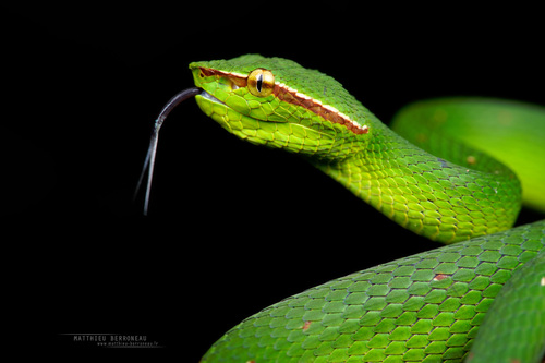Bornean Pit Viper — 4