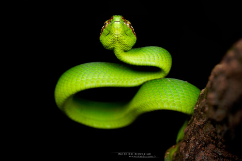 Bornean Pit Viper — 7
