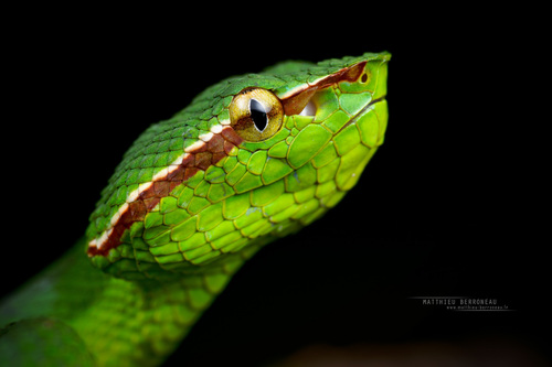Bornean Pit Viper — 8