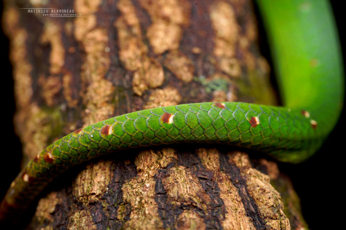 Bornean Pit Viper — 9