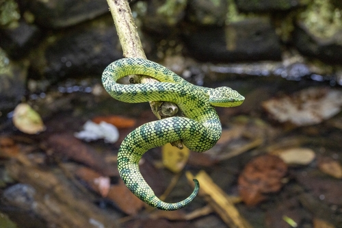 Bornean Pit Viper — 10