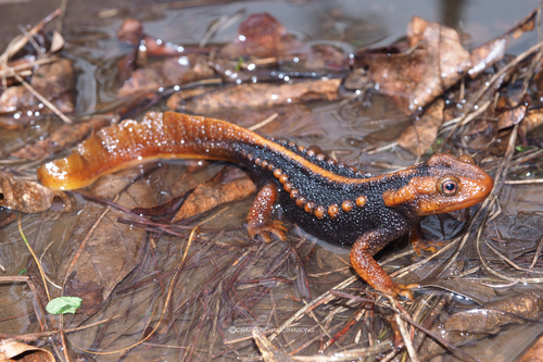 Angular-headed Newt — 1