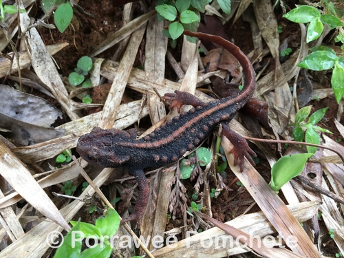 Angular-headed Newt — 3