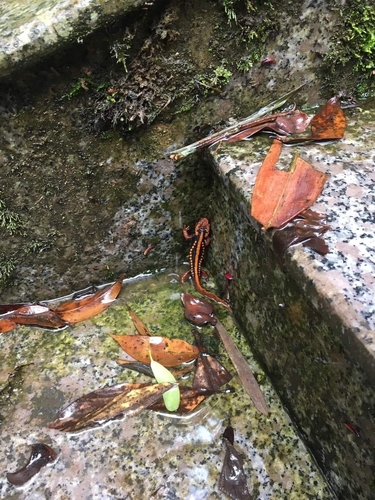 Angular-headed Newt — 4