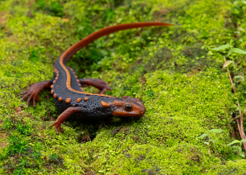 Crocodile Newt Thai endémique — 3