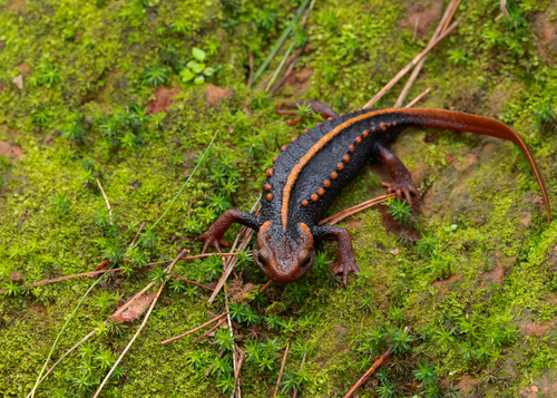 Crocodile Newt Thai endémique — 4