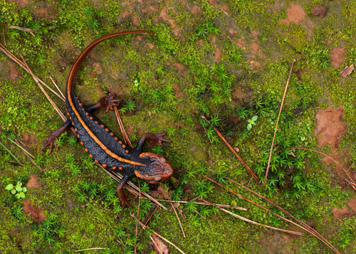 Crocodile Newt Thai endémique — 5