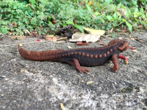 Crocodile Newt Thai endémique — 8