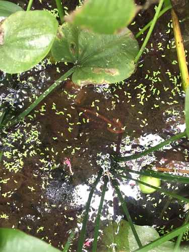 Crocodile Newt Thai endémique — 9