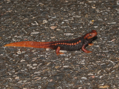 Crocodile Newt Thai endémique — 10