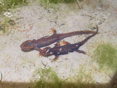Himalayan Crocodile Newt — 5