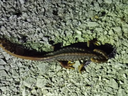 Himalayan Crocodile Newt — 8