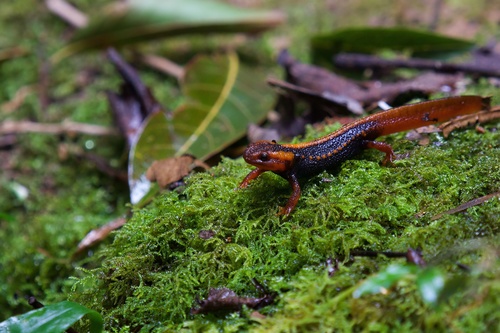 Himalayan Crocodile Newt — 10