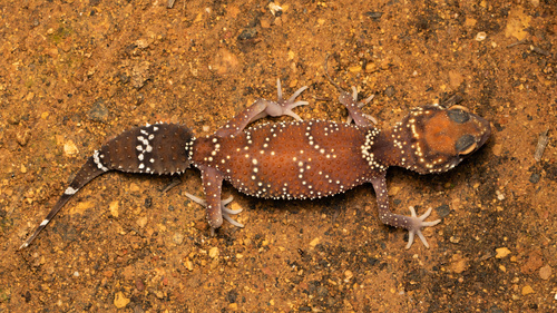Thick-Tailed Gecko — 2
