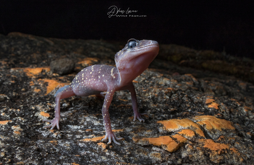 Thick-Tailed Gecko — 3