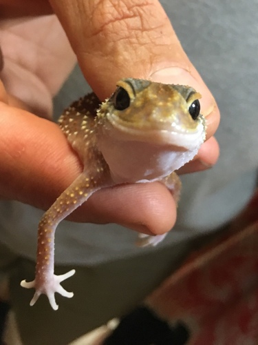 Thick-Tailed Gecko — 4