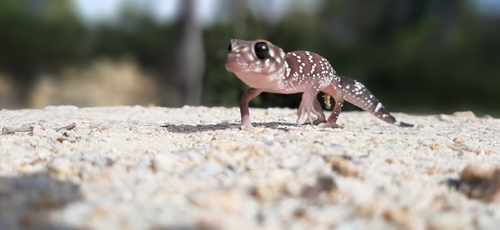 Thick-Tailed Gecko — 5