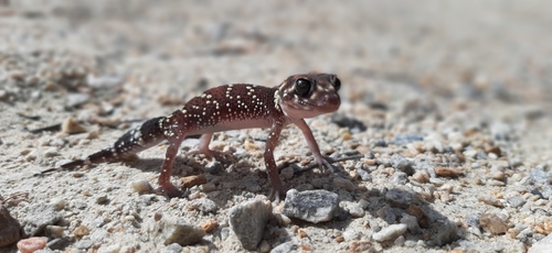 Thick-Tailed Gecko — 6