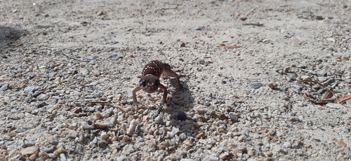 Thick-Tailed Gecko — 8